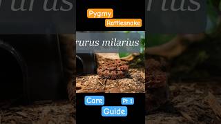 Pygmy Rattlesnake Care Guide Part 1 [upl. by Ennaeel786]