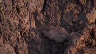 Natural Selection and the Rock Pocket Mouse — HHMI BioInteractive Video [upl. by Yhtak]