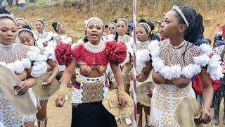 Shembe uMemulo uMembeso and uMkhehlo African Ceremony of Nikeziwe Zulu  Bulwer South Africa [upl. by Nauht]