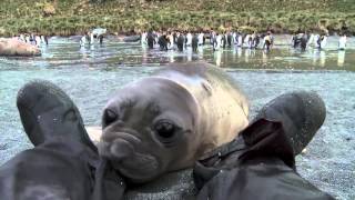 Curious Baby Seal Approaches Cameraman [upl. by Nede]