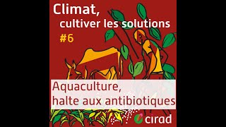 Aquaculture halte aux antibiotiques 6  Climat cultiver les solutions [upl. by Essie]