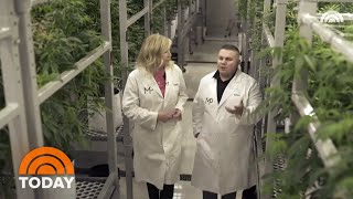 How CBD Is Extracted From Cannabis  TODAY [upl. by Ycnahc]