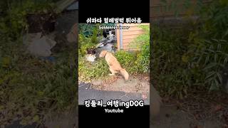 쉬하다 헐레벌떡 뛰어옴 골든리트리버 goldenretriever 시골집 시골생활 rusticity 강아지일상 shorts [upl. by Sheeree]