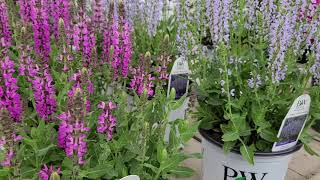 Salvia Pink Profusion  Perfect Profusion Meadow Sage  Superb easy to grow Spikes of Color [upl. by Elodie591]