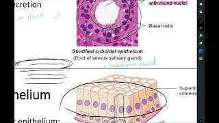 Histology lecture1 epithelial tissue part 2 [upl. by Ankeny282]