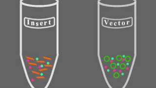 Key Steps of Molecular Cloning [upl. by Noseaj]