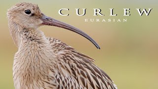 Eurasian Curlew birds [upl. by Taimi]