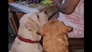 Yaru petha pillaiyo etha charlie rocky 🙏😁🤣porumai porutha pillai😍🥰labradorlovers doglover [upl. by Peterson]