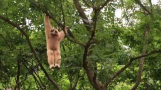 Gibbon Singing early in the morning [upl. by Sommer]