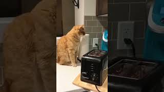 Scaredy Catcatfunny catvideos [upl. by Elden]