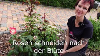 Rosen schneiden nach der Blüte  Anleitung wie es garantiert gelingt [upl. by Anirrak]