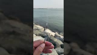 SHRIMP BAIT x PULLEY RIG itsmorefuninfishing kftvtoconnectandentertain [upl. by Corkhill]