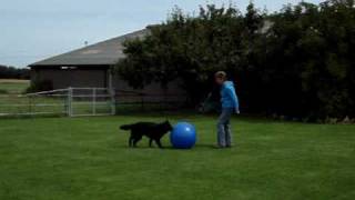 Treibball de bal leren duwen naar de handler [upl. by Athal]