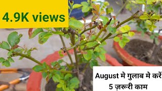 अगस्तमे गुलाब के पौधे की देखभाल कैसे करेAugust Month Rose Plant Care Monsoon rose plant [upl. by Crescint259]