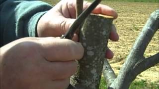 Pecan Inlay Grafting Technique [upl. by Lrak]