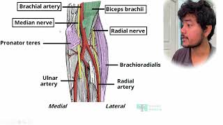 Cubital Fossa Contents  Quick Revision [upl. by Oiraved]