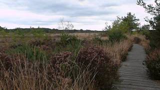 Thursley Common  Boardwalk [upl. by Barbaraanne109]