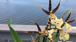 Brassia orchid and how to take care of them [upl. by Remas]