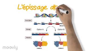 La transcription [upl. by Petras]