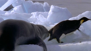 Leopard Seal Kills Emperor Penguin  Blue Planet  BBC Earth [upl. by Hewet58]