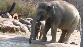 Siamangs and Elephants  KIDS LOVE THE BABY ELEPHANT LUDWIG  MUNICH ZOO [upl. by Yanarp990]