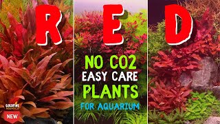 No CO2 Easy care RED Plants for aquarium  Red plants for beginners [upl. by Maighdiln]