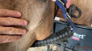 Facial Fracture and Dental Disease in a Horse [upl. by Aenel]