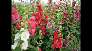 685  HOLLYHOCKS  Complete information  Grow Care amp Seed collection Hindi Urdu 19318 [upl. by Hguh541]