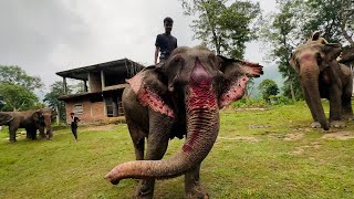 এয়াই কাজিৰঙা  চাৰিওফালে কেৱল হাতীয়েই হাতী  Elephants in Kaziranga National Park [upl. by Margo]