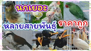 อัปเดตราคานก นกเยอะ หลายสายพันธุ์ ราคาถูก สนามหลวง2 ร้านเบิร์ดบรีด ฟาร์ม จัดส่งได้ [upl. by Enhpad578]