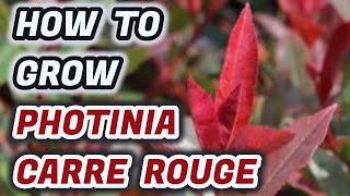 How To Grow Photinia Carre Rouge  Tips And Advice You NEED To Know [upl. by Ayama]