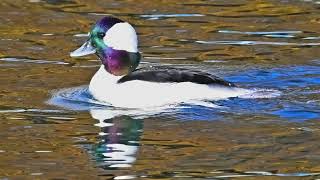 Bufflehead Ducks [upl. by Schargel]