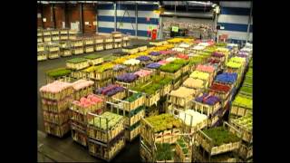 AALSMEER FLOWER MARKET Holland [upl. by Tullusus]