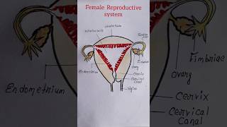 How to draw female reproductive system easy shorts [upl. by Montano]