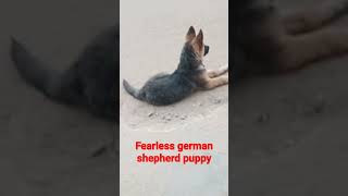 german shepherd puppy vs desi dogs gsd puppy vs street dogs  sultan no fear [upl. by Skylar]