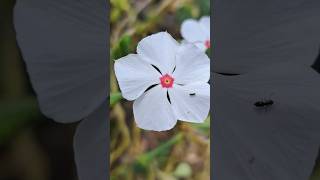 White Madagascar Periwinkle nature pervenche garden gardening flowers periwinkle shorts [upl. by Clippard]