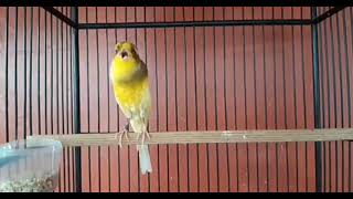 Best Canary Singing  Your canary will sing in 5 minutes [upl. by Weinman948]