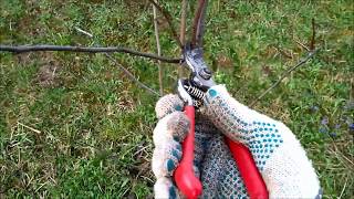 Livada mea de pomi fructiferi curatat si taiat la prun de doi ani pruning a young plum tree 2018 [upl. by Franni]