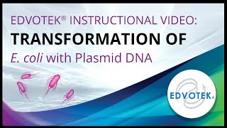 Transformation of E coli with Plasmid DNA  Edvotek Video Tutorial [upl. by Samford612]