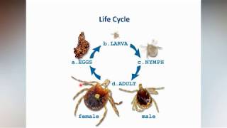 5 Ticks and Mites [upl. by Alenas]