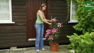 How to grow lilies with Van Meuwen [upl. by Aiekat]