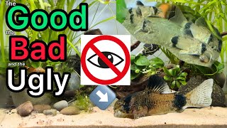 Breeding Corydoras Update  the Good the Bad and the Ugly [upl. by Edin]