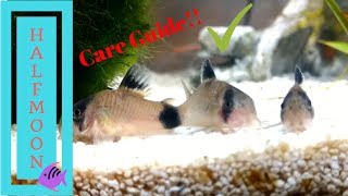 How to Care for Corydora Catfish [upl. by Leena]