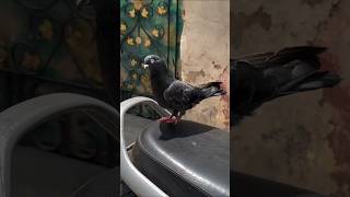 pigeon kabootarandakaisedetihai shortvideos 😶‍🌫️👻🫠💯💞🌊💬 [upl. by Lennard]