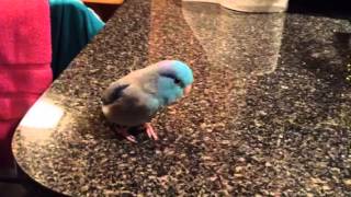 Parrotlet Button Talking [upl. by Ailemap]