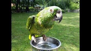 Stuff my 50 year old parrot says Warning a little salty at the end Instagram babybirby [upl. by Warchaw]