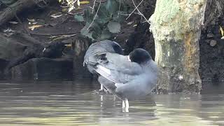 Two Coots [upl. by Susie643]