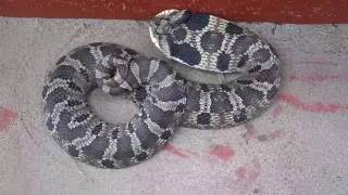 Eastern Hognose Snake huffing and puffing [upl. by Iniffit735]