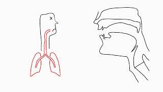 Phonetics Articulation [upl. by Ojiram838]