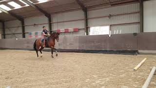 Cavaletti training met een grand prix paard [upl. by Rehtse365]